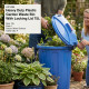 Heavy Duty Plastic Garden Waste Bin With Locking Lid 75L BINS & BUCKETS image